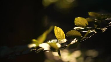 Akşamları güneşli orman detayları. Dışarıda zaman geçirme kavramı. Ağaçlar yavaş çekim videosunda. İnsansız boş sabah ormanı.