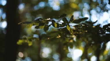 Akşamları parlak yeşil yapraklar saçan kameranın makro yakın çekimi.