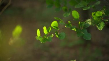 Yapraklarla dolu bir ağaç dalının makro yavaş çekimi. Güneş yaprağın üzerinde parlıyor. Rüzgarın bir ağaç yaprağına vuruşunu yakından çek. Ekoloji kavramı.