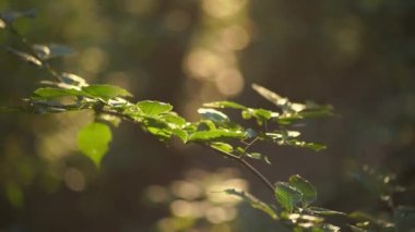 Akşamları parlak yeşil yapraklar saçan kameranın makro yakın çekimi.