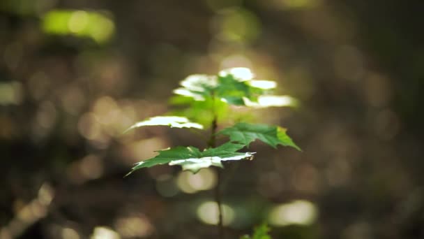 一株长满叶子的树枝的宏观慢动作 阳光照射在树叶上 在树上的树叶上吹着一阵阵近景的风 生态概念 — 图库视频影像