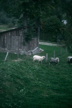 Çayırda koyun sürüsü. Köydeki hayvan çiftliği kavramı