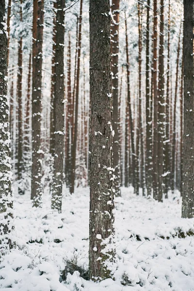 Magic of the winter forest. No people in the snow-covered countryside woods.
