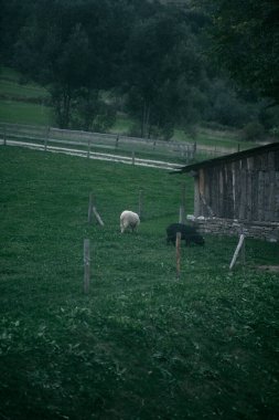 Çayırda ot yiyen bir koyunun portresi. Kırsal bölgedeki çiftlik hayvanları.