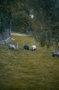 Çiftlikte ot yiyen bir grup genç koyun.