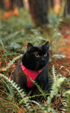 Cat on a leash in the forest. Black cat with a red cat harness. Pet equipment for domestic cats.