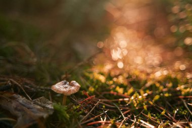 Mushroom in the woods. Macro close-up of fresh mushroom shining in the sun rays