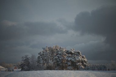 Snowy tree landscape. Winter wallpaper rural landscape.
