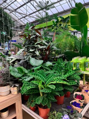 27.12.2022. Germany, Berlin Pflanzen-Kolle garden center interior. Early spring planting season. gardening store from the inside. Selling home plants, trees and flower saplings.
