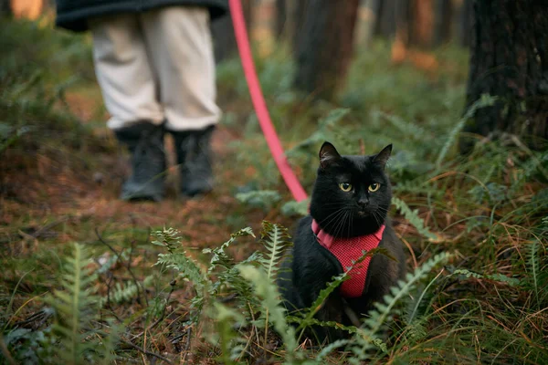 A black cat is walking with a red leash in the forest. Domestic cat during the outdoor walk.