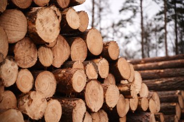 Heap firewood close-up. Pile of fresh fire wood prepared for winter