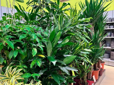 Interior of a garden center. Selling home plants, trees and flower saplings. Early spring planting season. gardening store from the inside.