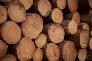 Renewable bio fuel preparation. Winter heating season. Wall of stacked wood logs.