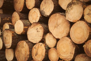 Stacked lumber wood by the road. Freshly cut pine logs. Concept of deforestation and ecology harm.
