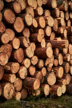 Renewable bio fuel preparation. Winter heating season. Wall of stacked wood logs.