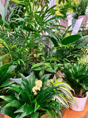 Interior of a garden center. Selling home plants, trees and flower saplings. Early spring planting season. gardening store from the inside.