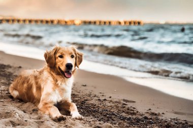 Kumsalda deniz ve kumla eğlenen bir Golden Retriever köpeği