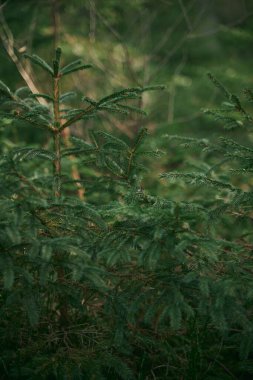 Yeşil lahanalı ağaçlar. Genç ladin fidanı yeşil yosunlarla birlikte orman zemininde yetişir. Küçük kozalaklı ağaç.