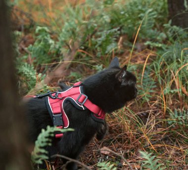 Cat on a leash. View from behind of a cat sitting in the grass.