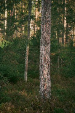 Young spruce trees and saplings. Concept of better future and reforestation. Forest restoration and environmental protection in Europe.