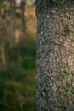Yosun kaplı ağaç gövdesi yakın plan. Ağaç kabuğu arka planında yosun örtüsü. Ağaç yüzeyindeki yosun dokusunu kapat.