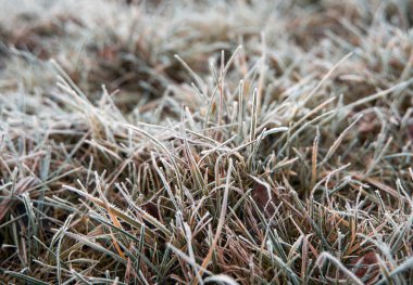 Frozen grass on the fields. Frosty winter morning macro. Cold weather background concept. Hoarfrost morning weather.