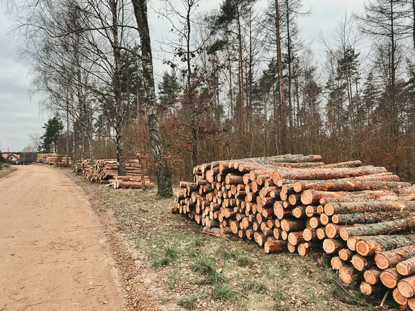 Stacked lumber wood by the road. Freshly cut pine logs. Concept of deforestation and ecology harm.