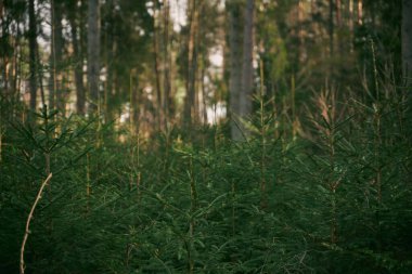 Yeşil lahanalı ağaçlar. Genç ladin fidanı yeşil yosunlarla birlikte orman zemininde yetişir. Küçük kozalaklı ağaç.