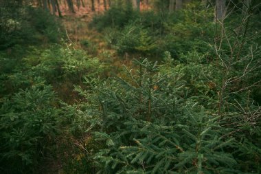 Kozalaklı ormanları temizledikten sonra yeniden ağaçlandırma. Ağaç fidanlığı. Genç doğal orman. Sürdürülebilir gelecek kavramı.
