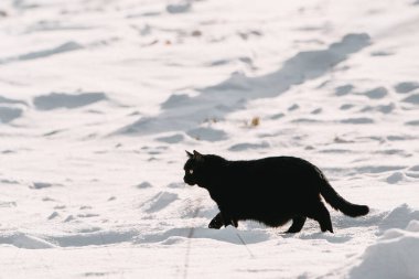 A black cat walks through the snow during a snowfall. Snow cat.