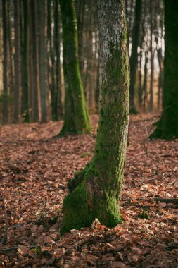 Yosun kaplı ağaç gövdesi yakın plan. Ağaç kabuğu arka planında yosun örtüsü. Ağaç yüzeyindeki yosun dokusunu kapat.