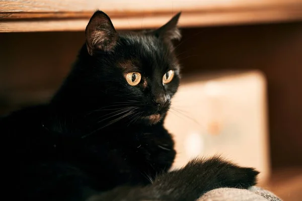 Black cat with green eyes open. Female domestic pet cat.