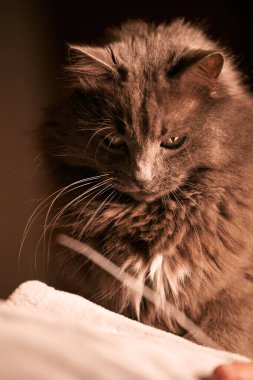 close up portrait of a domestic relaxed cat. beautiful grey male cat.