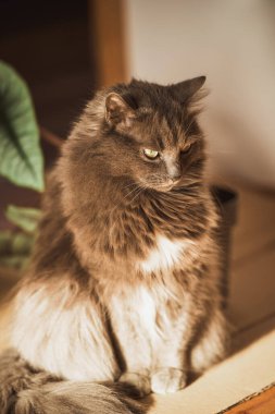 Gray male cat with big green eyes is sitting with green home plant behind