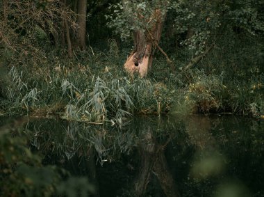 Beavers building dam by a creek. Animals, wildlife, rodent control