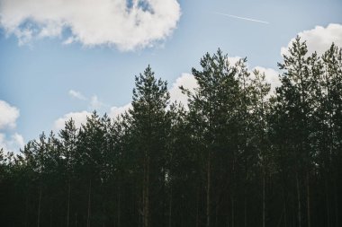 Forest and sky. Top branches against blue sky in woods. Natural background.