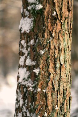 Snow covered tree bark in the winter woods. Close up of a tree texture at winter.