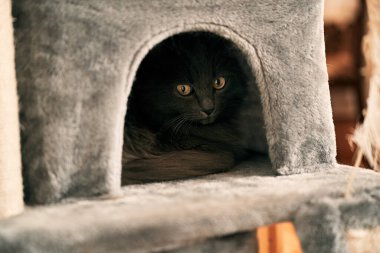 beautiful black female cat. relaxed portrait of domestic pet