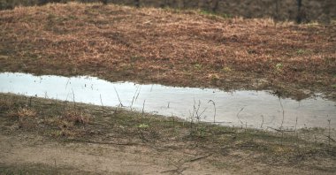 Rain drainage and sewage problems. Hydrophobic and dry soil barely absorb water. Standing water in yard
