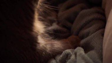 cat kneading and purring. male cat pushing his claws in and out on the blanket. slow-motion video.