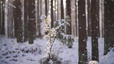young pine tree is covered with white snow on a sunny day. sun rays in the winter forest