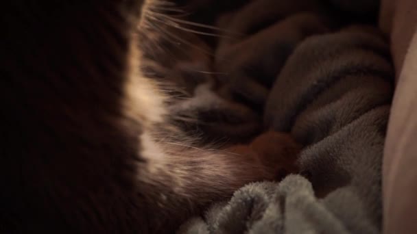 Γάτα Ζυμώνει Και Γουργουρίζει Αρσενική Γάτα Σπρώχνει Νύχια Της Μέσα — Αρχείο Βίντεο