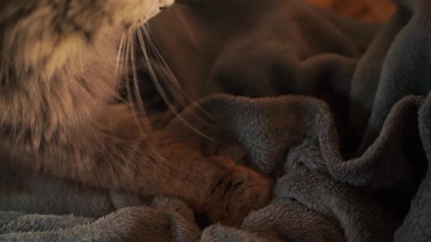 Серый Кот Разминается Замедленной Съемке Бродячая Кошка Сидит Диване Мурлычет — стоковое видео