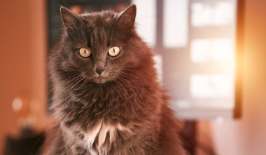 Curios domestic grey cat is sitting on the desk with a computer screen behind it. Working remotely at home with pets around. Concept of hybrid work