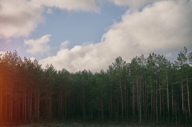 Forest and sky. Top branches against blue sky in woods. Natural background.