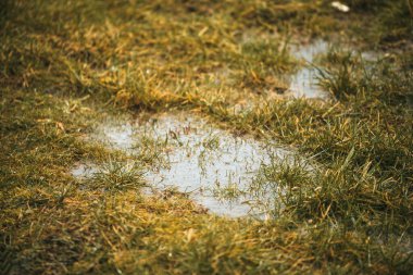 Rain drainage and sewage problems. Hydrophobic and dry soil barely absorb water. Standing water in yard