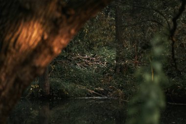 Beavers building dam by a creek. Animals, wildlife, rodent control
