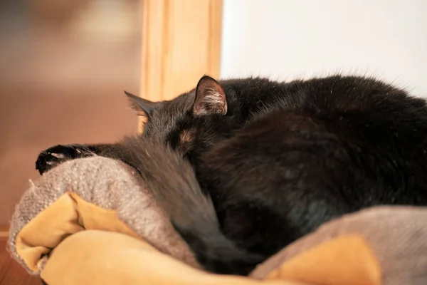 Black cat sleeps on a pet pillow. Pet store item in usage by domestic cat. Horizontal photo