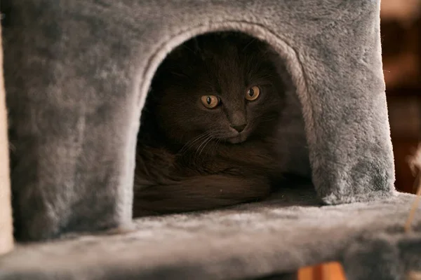 Portrait of cat hiding in cat house. Curious cat playing indoors.
