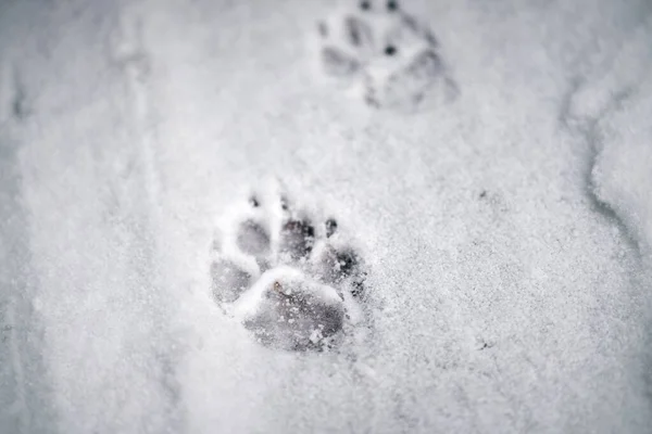 Animal paw print on a snow. Traces of a dog in the winter in the snow.